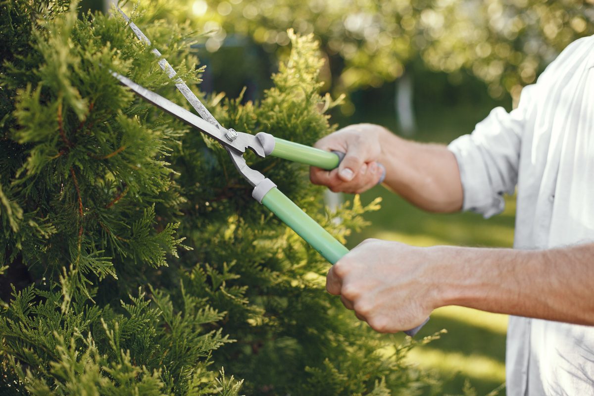 Strauchschnitt mit Gartenschere